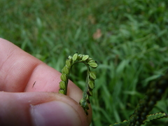 Paspalum pubiflorum glabrum