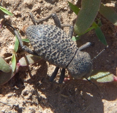 Cryptoglossa variolosa