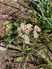 Micranthes occidentalis