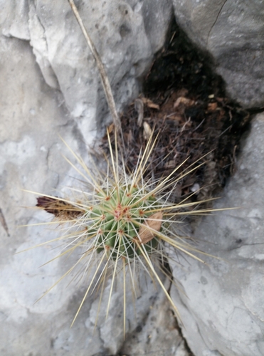 Echinocereus viereckii