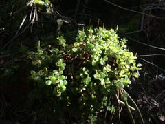 Peperomia catharinae