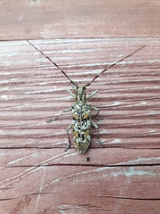 Monochamus marmorator