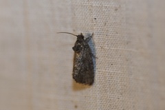 Gymnandrosoma punctidiscanum