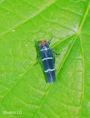 Amblyscarta ruficeps