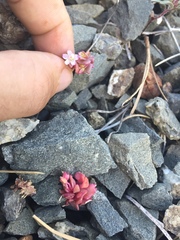 Claytonia saxosa