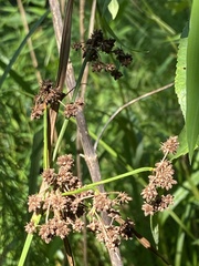 Scirpus georgianus