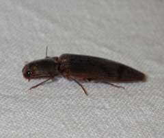 Stenagostus rhombeus