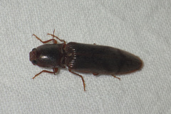Stenagostus rhombeus