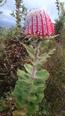 Banksia coccinea