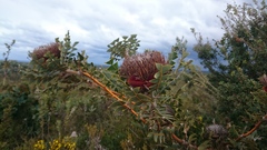 Banksia baxteri