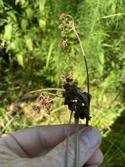 Scirpus georgianus