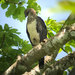Crested Eagle - Photo (c) Rosabel Miro, some rights reserved (CC BY-NC), uploaded by Rosabel Miro