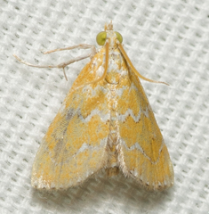 Xanthophysa psychicalis