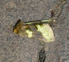 Diachrysia chrysitis