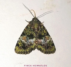 Eudyops fuscoviridis