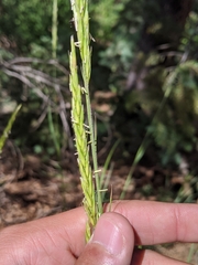 Elymus trachycaulus