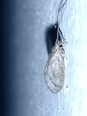 Nusalala tessellata