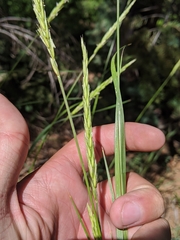 Elymus trachycaulus