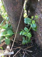 Condalia buxifolia