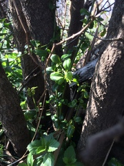 Condalia buxifolia
