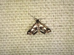 Chrysendeton imitabilis