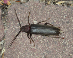Arhopalus