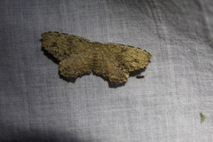 Schidax squamaria