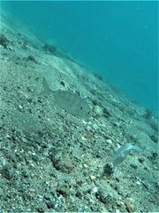 Caranx caninus