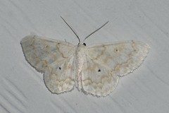 Idaea obfusaria