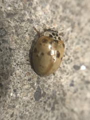 Adalia decempunctata