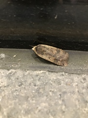 Noctua pronuba