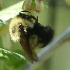 Bombus bimaculatus
