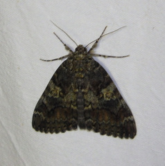 Catocala sponsa