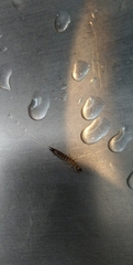 Euborellia annulipes
