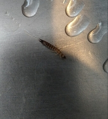 Euborellia annulipes