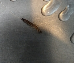Euborellia annulipes