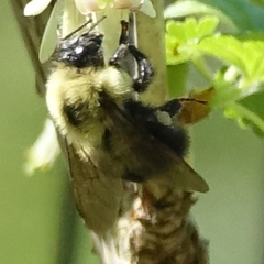 Bombus bimaculatus