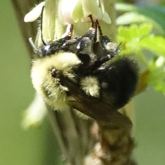 Bombus bimaculatus