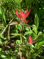 Castilleja elmeri