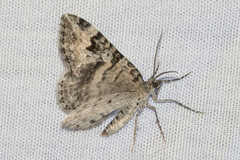 Xanthorhoe abrasaria