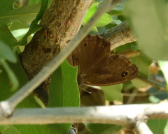 Cercyonis sthenele masoni