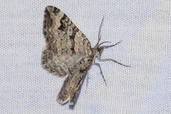 Xanthorhoe abrasaria