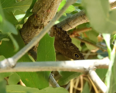 Cercyonis sthenele masoni