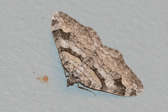 Xanthorhoe abrasaria