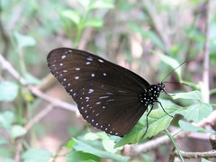 Euploea mulciber mulciber