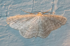 Scopula frigidaria