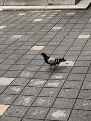Columba livia domestica