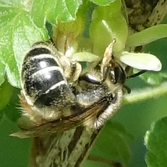 Colletes inaequalis