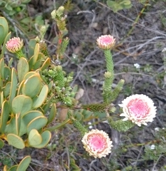 Actinodium cunninghamii