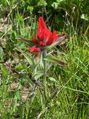 Castilleja elmeri